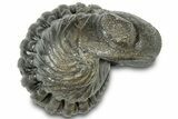 Wide Enrolled Austerops Trilobite - Morocco #310744-1